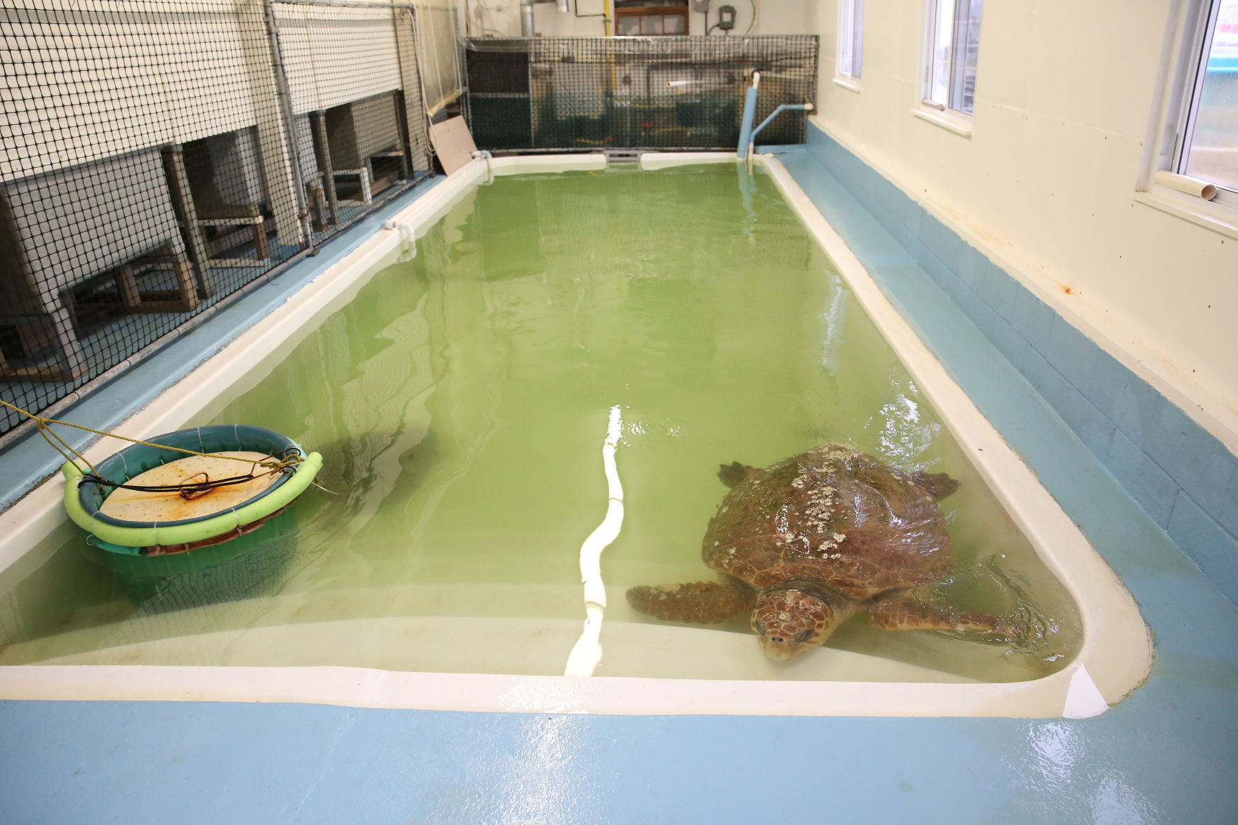 Loggerheads